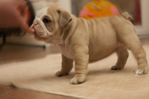 Photo №2 to announcement № 707 for the sale of english bulldog - buy in Lithuania private announcement