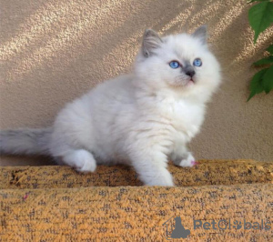 Photo №1. ragdoll - for sale in the city of Bridgeport | 200$ | Announcement № 83558
