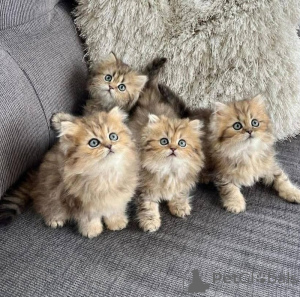 Photo №1. persian cat - for sale in the city of Hamburg | 361$ | Announcement № 166423