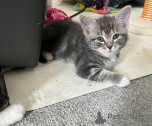 Photo №1. maine coon - for sale in the city of Erlangen | 361$ | Announcement № 174537