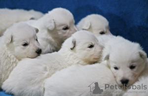 Photo №1. berger blanc suisse - for sale in the city of Tychy | negotiated | Announcement № 40056