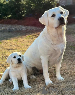 Photo №1. labrador retriever - for sale in the city of Berlin | 450$ | Announcement № 168074