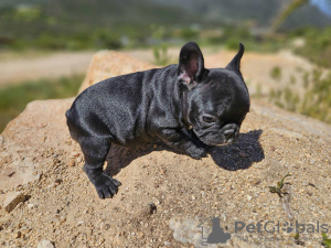 Photo №2 to announcement № 105745 for the sale of french bulldog - buy in United States private announcement