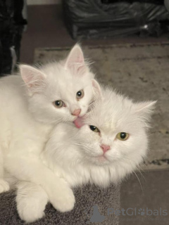 Photo №1. turkish angora - for sale in the city of Гамбург | Is free | Announcement № 109729