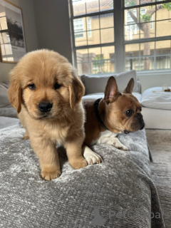 Photo №2 to announcement № 154321 for the sale of golden retriever - buy in Germany breeder