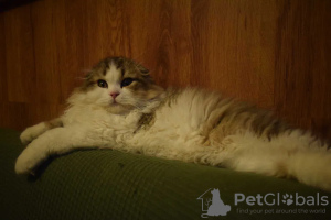 Photo №3. Scottish Fold/Highland Fold kitten WCF. Poland