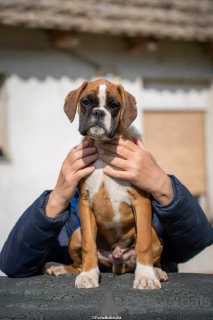 Photo №1. boxer - for sale in the city of Vilovo | negotiated | Announcement № 138933