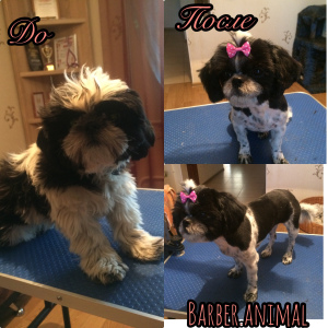 Photo №1. Service of the groomer in the city of Eagle. Price - 11$. Announcement № 3517