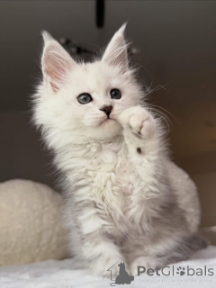 Photo №1. maine coon - for sale in the city of Ashford | negotiated | Announcement № 157085