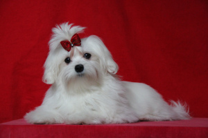 Photo №1. maltese dog - for sale in the city of Москва | negotiated | Announcement № 1437
