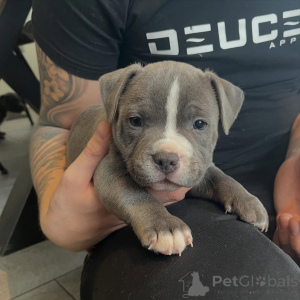 Photo №3. Staffordshire Bull Terrier Puppies Ready to Go Reserve Yours Now. Netherlands