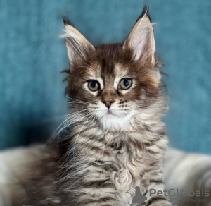 Photo №3. Maine coon Kitten available and ready to go. Netherlands