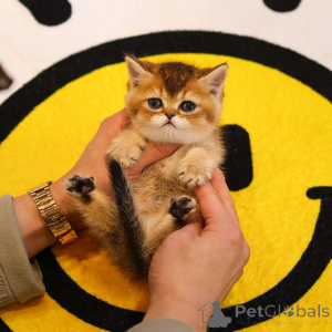 Photo №1. munchkin - for sale in the city of Anderlecht | 376$ | Announcement № 153757