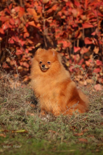 Photo №1. pomeranian - for sale in the city of Dnipro | Negotiated | Announcement № 5224