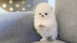 Photo №1. pomeranian - for sale in the city of Colmar-Berg | 471$ | Announcement № 130555