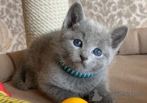 Photo №1. russian blue - for sale in the city of Overijse | Is free | Announcement № 128209