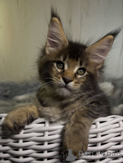 Photo №3. Maine Coon kittens. United States