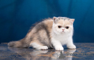 Photo №1. exotic shorthair - for sale in the city of Chemnitz | Is free | Announcement № 95897