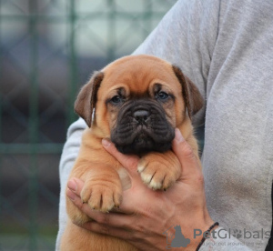 Additional photos: Bordeaux mastiff