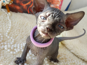 Photo №2 to announcement № 1747 for the sale of sphynx-katze - buy in Russian Federation private announcement