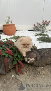 Photo №1. pomeranian - for sale in the city of Нови Сад | 317$ | Announcement № 106846