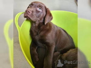 Photo №3. Beautiful Labrador puppies. Germany