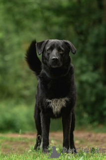 Photo №3. Black hero Max is in good hands. Russian Federation