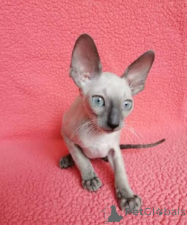 Photo №3. Pure breed Cornish Rex kittens. Estonia