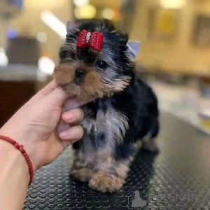 Photo №1. yorkshire terrier - for sale in the city of Франкфурт-на-Майне | negotiated | Announcement № 130635