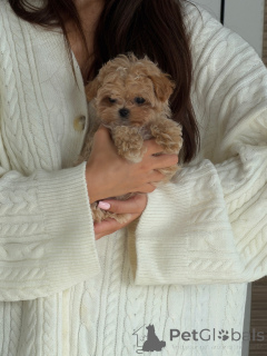 Photo №3. Adorable Apricot Maltipoo Puppies Males & Females Available. Netherlands