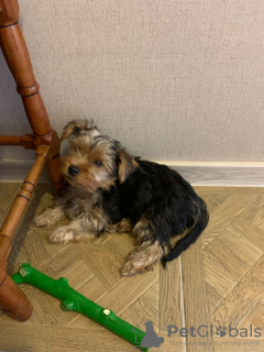 Additional photos: Yorkie puppies for sale, boy and girl