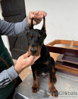 Photo №2 to announcement № 132371 for the sale of dobermann - buy in Serbia breeder