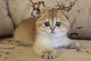 Photo №1. scottish fold - for sale in the city of Dzerzhinsk | Negotiated | Announcement № 2901