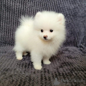 Photo №1. pomeranian - for sale in the city of Geneva | Is free | Announcement № 58914