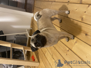 Photo №1. pug - for sale in the city of Heidelberg | 845$ | Announcement № 68255