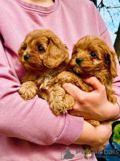 Photo №3. Cavapoo puppies for sale. Serbia