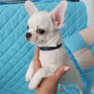Photo №2 to announcement № 178090 for the sale of chihuahua - buy in Germany private announcement
