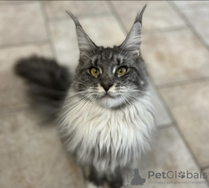 Photo №1. maine coon - for sale in the city of New York | 400$ | Announcement № 102802