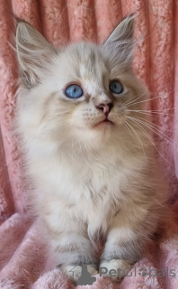 Photo №3. Meet Samlylo Energetic Seal Lynx Point & White Neva Masquerade Kitten!. Ukraine