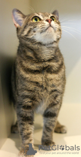 Additional photos: Kitty Haze is looking for a home!