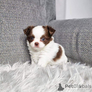 Photo №1. chihuahua - for sale in the city of Berlin | 941$ | Announcement № 139057