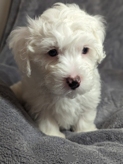 Photo №2 to announcement № 83625 for the sale of maltese dog - buy in United States private announcement