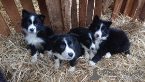 Photo №1. border collie - for sale in the city of Дрезден | negotiated | Announcement № 43177