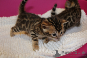 Photo №3. Lovely Pedigree Bengal kittens for Adoption now. Germany