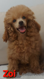 Photo №4. I will sell poodle (toy) in the city of Zrenjanin. breeder - price - 1057$