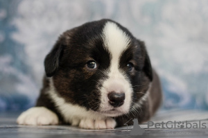 Photo №2 to announcement № 7960 for the sale of welsh corgi - buy in Ukraine from nursery