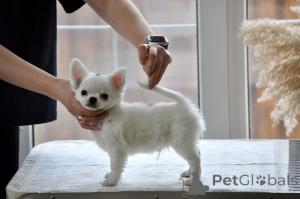 Photo №2 to announcement № 138218 for the sale of chihuahua - buy in Russian Federation from nursery