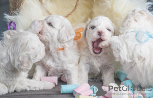 Additional photos: Bichon Friesian puppies