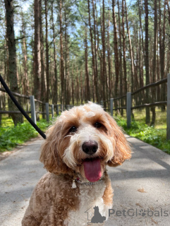 Photo №2 to announcement № 156415 for the sale of labradoodle - buy in Ireland private announcement