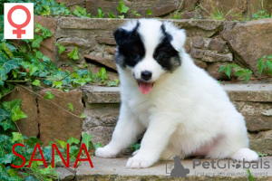 Photo №2 to announcement № 22718 for the sale of yakutian laika - buy in Poland private announcement, breeder